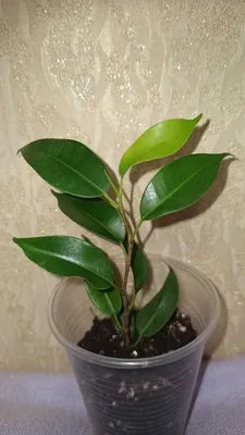 Ficus Lyrata-Pandora Kauçuğu İthal Saksıda 140 cm