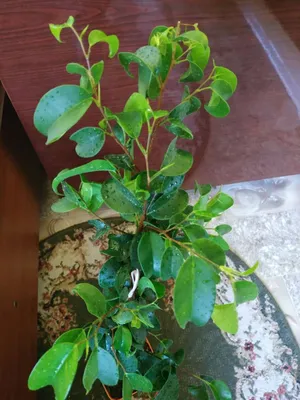 Planta artificial de Ficus Pandora con 130 hojas en maceta de 150 cm de  altura : Amazon.es: Hogar y cocina