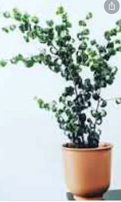 Ficus Benjamina? Id