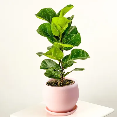 ArtStation - HQ HousePlants Rubber Ficus Elastica Abidjan Melany Set09