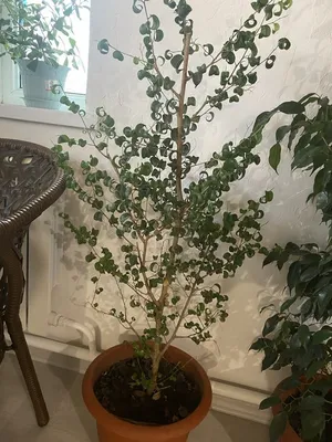 Ficus benjamina Barok's leaves are curly. Leaves might fall after shipment,  it is normal. Please use Akatama soil and peat moss as substrate. (Similar  substrates are also ok). Water only when surface