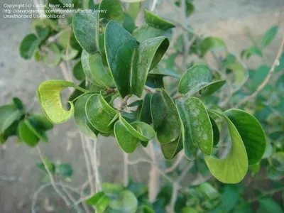 Ficus Benjamina Pandora (Curly Weeping fig) – Planty Flower and Garden