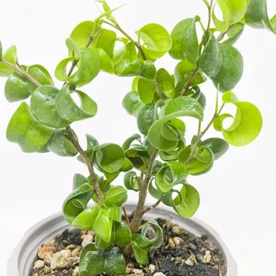 Ficus Benjamina pandora curly Weeping Fig 4 Growers Pot - Etsy Hong Kong