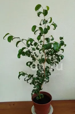 ArtStation - HQ HousePlants Rubber Ficus Elastica Abidjan Melany Set02