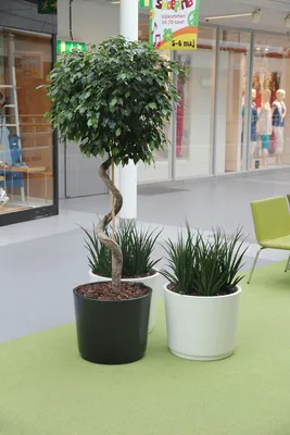 Bonsai | 盆栽 | : Neugestaltung einer Birkenfeige (Ficus benjamina `pandora`)