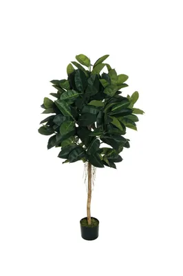 Ficus Lyrata Bambino - Curvy Pembe Saksılı Pandora Kauçuğu- 40-60cm - Fidan  Burada
