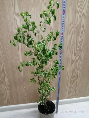 6″ Curly Weeping Fig – Plant Van