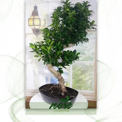 Ficus Benjamina Plants for sale in Victoria, British Columbia | Facebook  Marketplace | Facebook