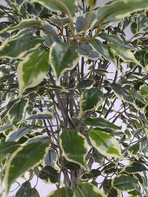 Купить Искусственное дерево фикус бенджамина пестролистный /Искусственные  цветы для декора/ Декор для дома по выгодной цене в интернет-магазине  OZON.ru (176964085)