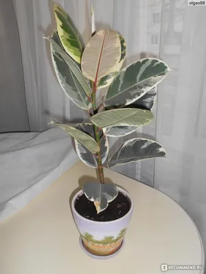 Фикус каучуконосный - «Фикус пестролистный. 5 месяцев в моем доме - 4 новых  листика и + 25 см роста. Уход за фикусом и фото рождения нового листика.» |  отзывы