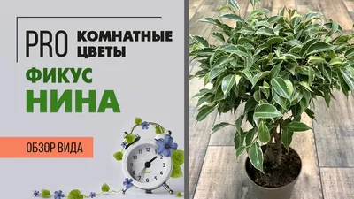Коллекции растений ЦСБС СО РАН - Ficus elastica Roxb. ex Hornem. – Фикус  каучуконосный, Фикус эластичный