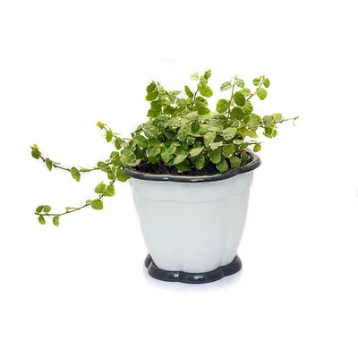 Уход за фикусом карликовым в домашних условиях — FloweryVale.ru