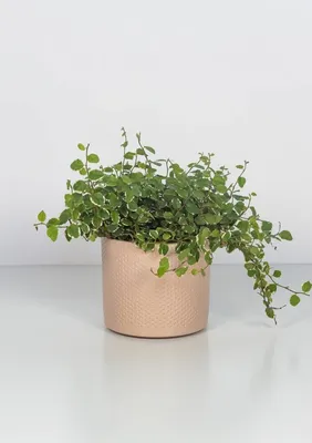 Фикус карликовый купить в Минске с доставкой | Cactus.by