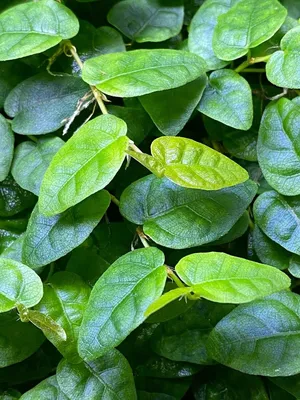 Ficus pumila (Creeping Fig) - Dart Frog Vivarium/Terrarium Plants - Stem  Cutting | eBay