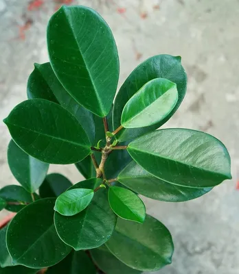 Ficus Pumila Minima in Vitro - Florariumplants