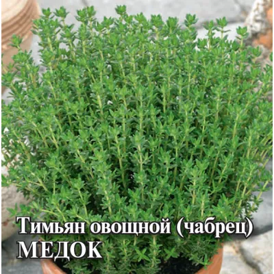 Фикус. Уход, выращивание, размножение. Декоративно-лиственные. Комнатные  растения. Цветы. Фото. — Ботаничка
