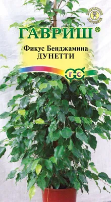 Тимьян Ползучий h15 см по цене 50 ₽/шт. купить в Иваново в  интернет-магазине Леруа Мерлен
