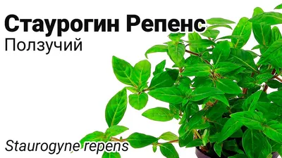 картинки : ствол дерева, Ползучий, лай, Плющ, дерево, Пилинг, Альпинистское  растение, Крупным планом, Солнечный лучик, light mood, изображение на  заднем плане, Зеленый, Осень, Растительность, Дуб, природа, Флора, лист,  хобот, филиал, Лиственный, весна,