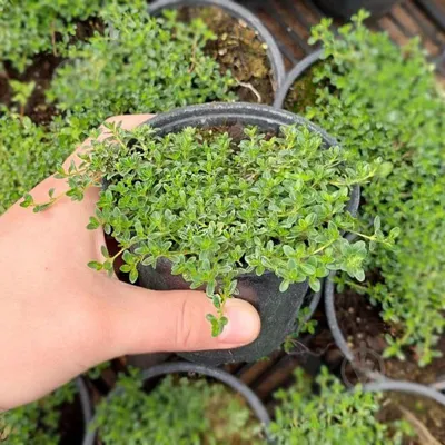 Юнкус Ползучий (Juncus repens) – купить за 350 руб | AquaShop - все для  аквариумистики. Мы знаем, что нужно вашим рыбкам!