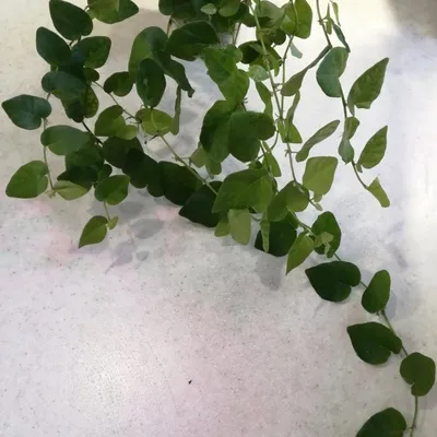Коллекции растений ЦСБС СО РАН - Callisia repens (Jacq.) L. – Каллизия  ползучая