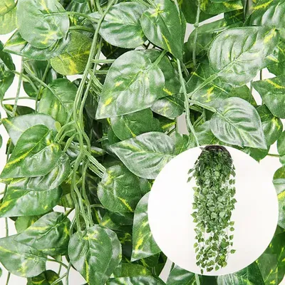Ficus pumila, широко известный как ползучий инжир или вьющееся цветущее  растение семейства тутовых. | Премиум Фото
