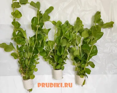 Фикус ползучий – купить в Москве, цена 50 руб., продано 5 марта 2021 –  Растения и семена