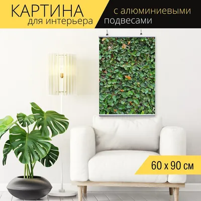 Тимьян ползучий (чабрец) саженец - деленка куста, с (ЗКС) в Elya Garden