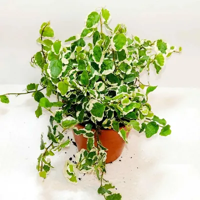 Фикус Пумила Уайт Санни (Ficus Pumila White Sunny) — Рассада цветов и  овощей.