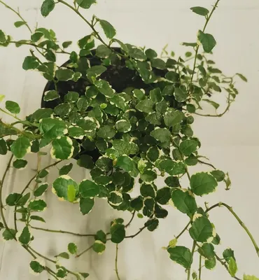 Ficus Pumila Quercifolia, 2\" Plant — The Plant Farm®