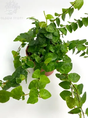 Ficus pumila 'White Sunny' - Pumpkin Beth