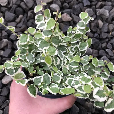 Ficus pumila 'Variegata' - Variegated Creeping Fig (4.5\" Pot) | Little  Prince To Go