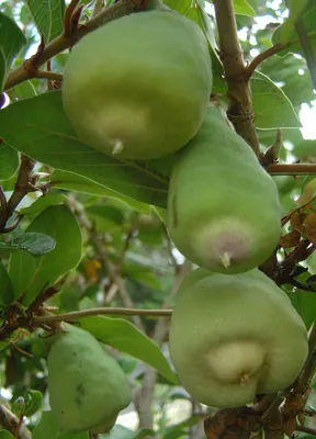 File:Ficus pumila fruits (RaeA).jpg - Wikipedia