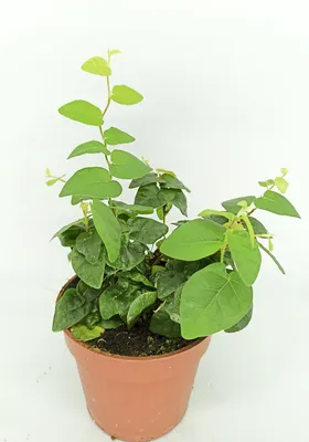 Ficus pumila - BEGONIASYMAS.COM