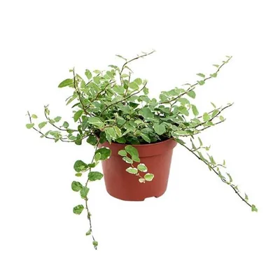 Ficus Pumila, Variegated, Creeping Fig - Pot Size: 3\" (2.6x3.5\") - Colorful  Foliage, Ground Cover Plants - Winterized 2Day Shipping - Walmart.com