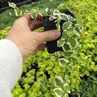 Ficus pumila 'Variegata' - Variegated Creeping Fig (4.5\" Pot) | Little  Prince To Go