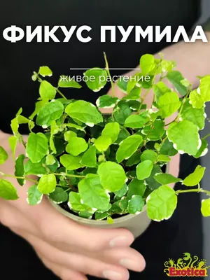 Фикус «Пумила Уайт Санни» (Ficus Pumila White Sonny) D9см Exotica 90596779  купить в интернет-магазине Wildberries