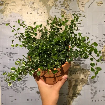 Ficus Pumila 'White Sunny', Creeping Fig 'White Sunny' in GardenTags plant  encyclopedia