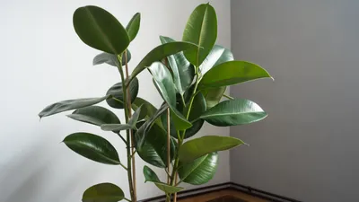 Фикус — растение для ленивых и тех, кто ценит добрую энергию: обязательно  ставим дома
