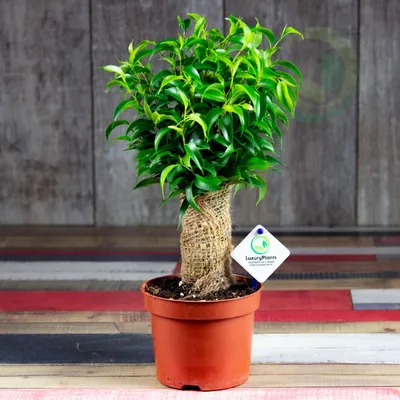 Растение искусственное Фикус в горшке высота 95 см купить недорого в  интернет-магазине товаров для декора Бауцентр