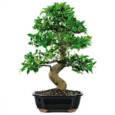 Фикус бенджамина переплетенный гигант высотой 130см в горшке (Ficus  benjamina exotica twist) купить с доставкой в СПб