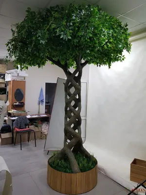 Фикус Священный (дерево Бодхи) H450 D70 см (4FIRERS01) - купить за 211 393  ₽ в интернет-магазине Гарден Гров