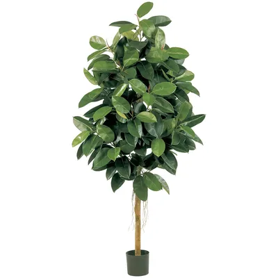 Растение в горшке, 24 см, баньян IKEA FICUS ФИКУС BENGHALEN ЛЕНSIS  705.436.02 купить в Минске, цена 275 рублей - Интернет