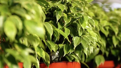 Растение искусственное Фикус в горшке высота 61 см купить недорого в  интернет-магазине товаров для декора Бауцентр