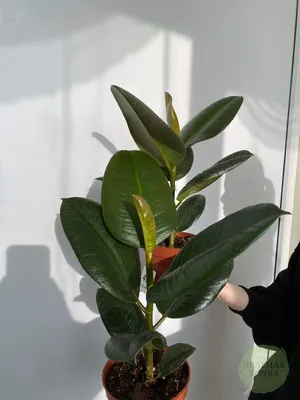 Купить Искусственное растение Фикус Эластика зеленый, высота 150 см, для  напольного кашпо с доставкой
