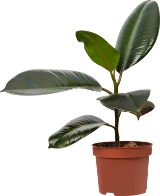 Растение в горшке, 21 см IKEA FICUS ФИКУС ELASTICA 605.231.43 купить в  Минске, цена 181 рублей - Интернет магазин aIKEA.by