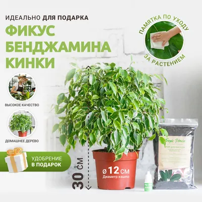 Растение Фикус Бенджамина 150см размер 150 см от фабрики REAL TOUCH Россия  - RT.PL.DC.68 купить | Neopolis Casa