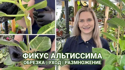 CUTTING FICUS ALTISSIMA | REPRODUCTION AND CARE - YouTube