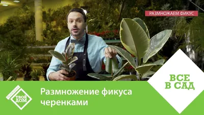 Размножение фикуса черенками - YouTube