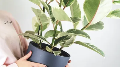 Не ставьте их рядом: 6 пар комнатных растений, которые не уживутся вместе -  Дом Mail.ru