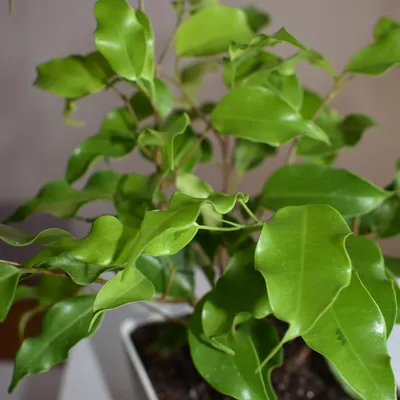Помогите, пожалуйста, определить вид фикуса Бенджамина - Помогите  определить растение - GreenInfo.ru